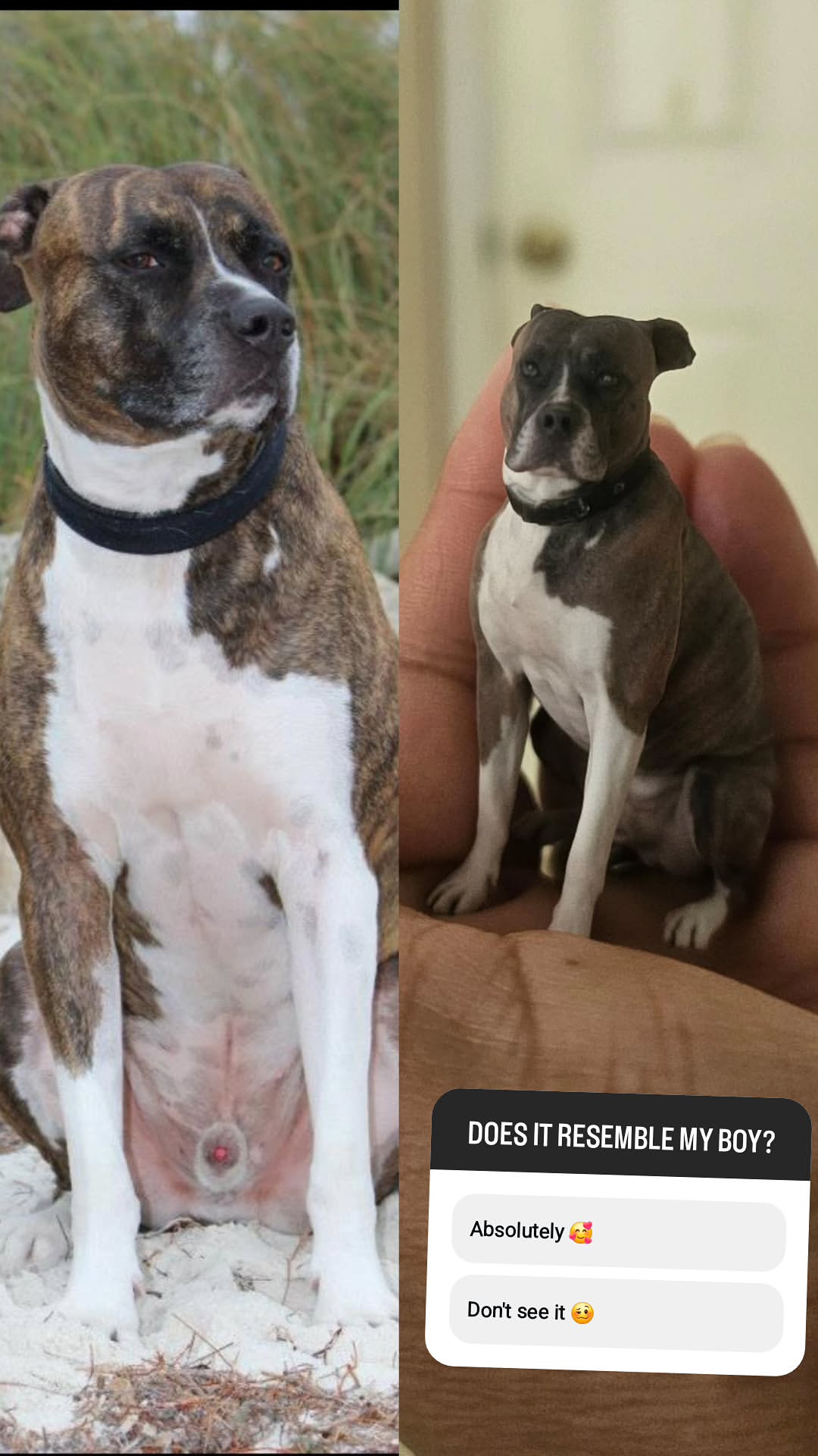 Story by @pawsitivedogtrainingbytiely